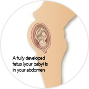 Phát triển của thai nhi